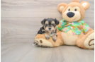 Morkie Pup Being Cute
