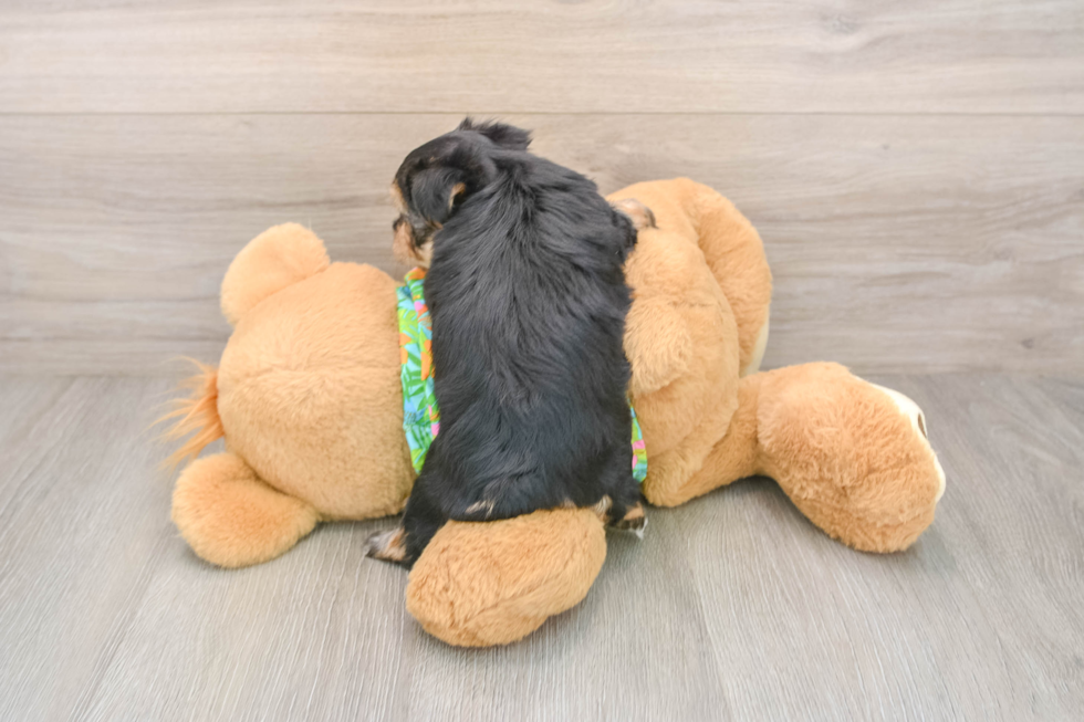 Fluffy Morkie Designer Pup