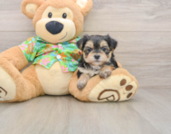 5 week old Morkie Puppy For Sale - Pilesgrove Pups