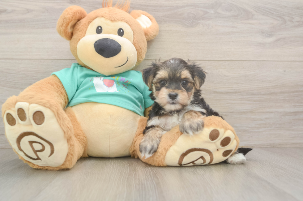 6 week old Morkie Puppy For Sale - Pilesgrove Pups