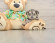 5 week old Morkie Puppy For Sale - Pilesgrove Pups
