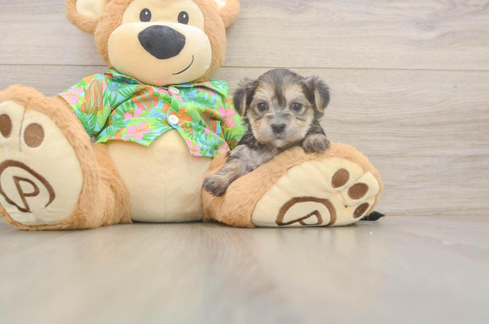 5 week old Morkie Puppy For Sale - Pilesgrove Pups