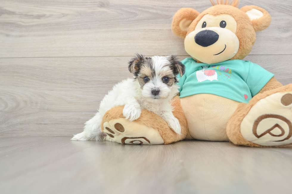 Popular Morkie Designer Pup