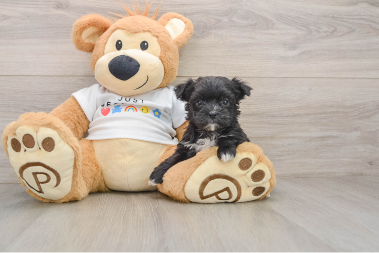 Morkie Pup Being Cute