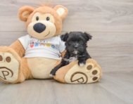 6 week old Morkie Puppy For Sale - Pilesgrove Pups