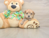 5 week old Morkie Puppy For Sale - Pilesgrove Pups