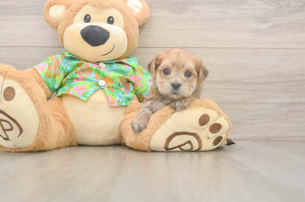 5 week old Morkie Puppy For Sale - Pilesgrove Pups