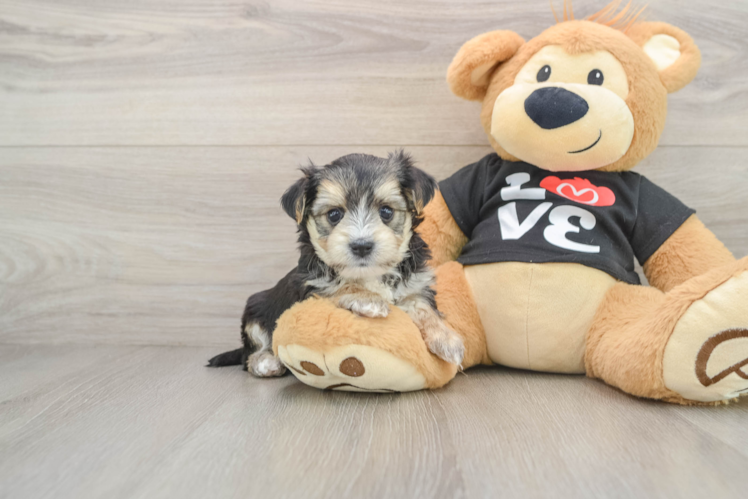 Petite Morkie Designer Pup