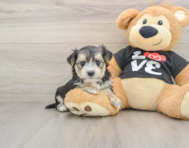 7 week old Morkie Puppy For Sale - Pilesgrove Pups