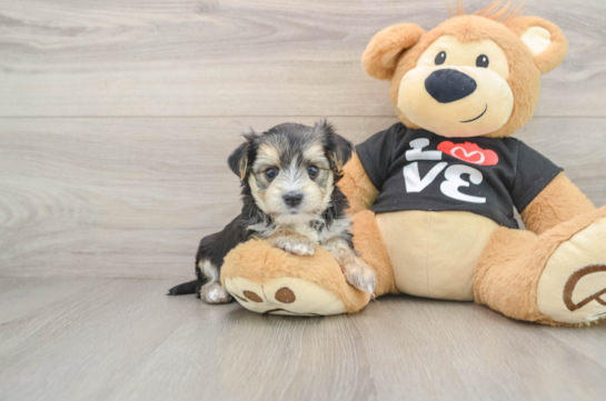 Petite Morkie Designer Pup