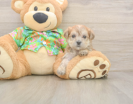5 week old Morkie Puppy For Sale - Pilesgrove Pups