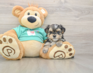 7 week old Morkie Puppy For Sale - Pilesgrove Pups