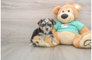 Cute Morkie Baby
