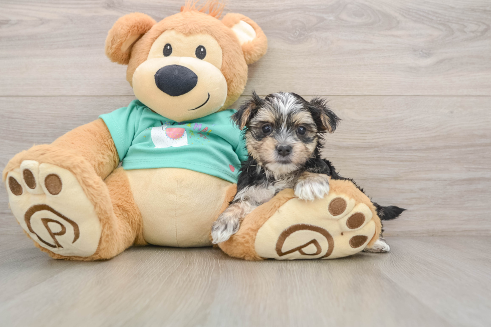 Happy Morkie Baby