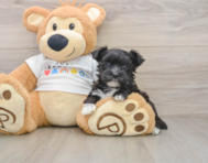 6 week old Morkie Puppy For Sale - Pilesgrove Pups