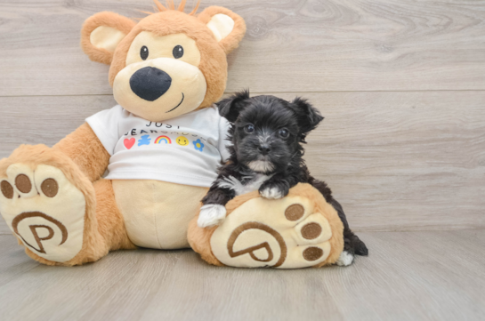 Energetic Morkshire Terrier Designer Puppy
