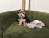 11 week old Morkie Puppy For Sale - Pilesgrove Pups