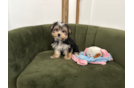 Cute Morkie Baby