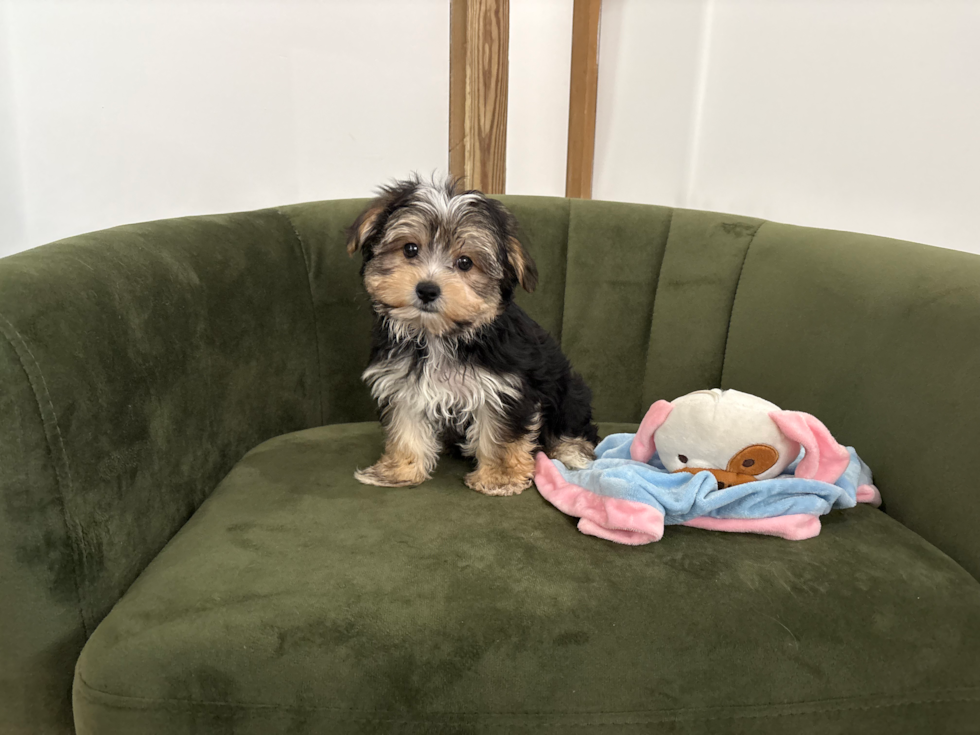 Cute Morkie Baby