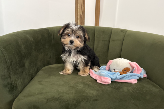 Cute Morkie Baby