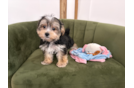 Cute Morkie Designer Pup