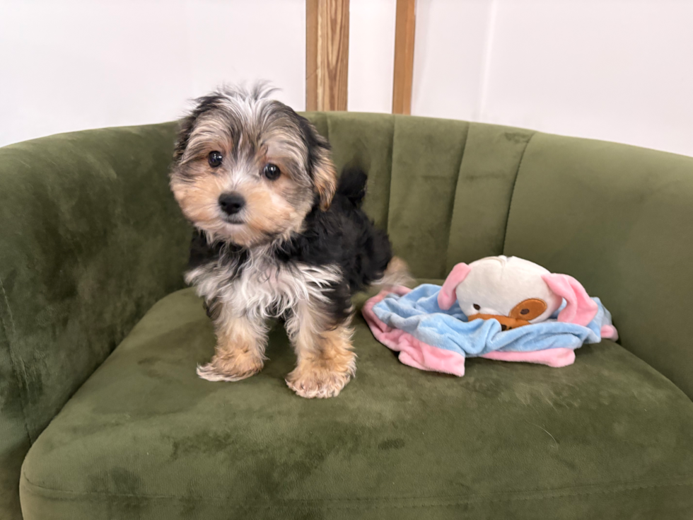Cute Morkie Designer Pup