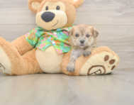 5 week old Morkie Puppy For Sale - Pilesgrove Pups