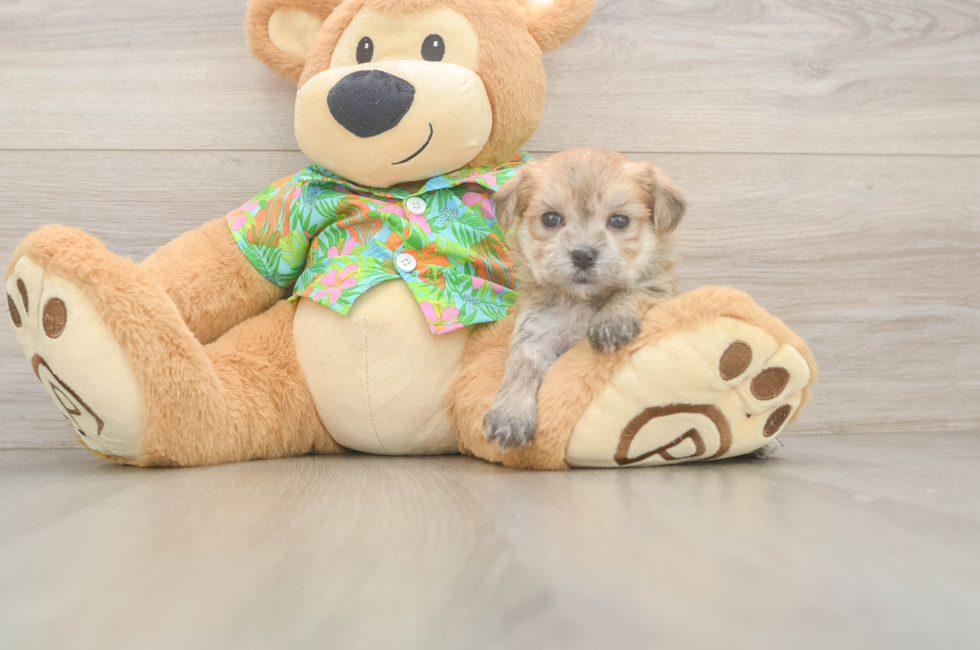 5 week old Morkie Puppy For Sale - Pilesgrove Pups