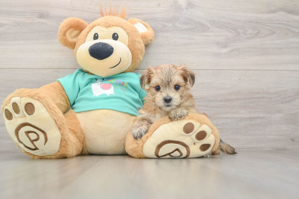 Petite Morkie Designer Pup