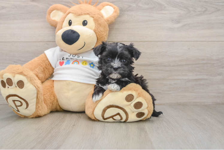 Hypoallergenic Maltiyork Designer Puppy