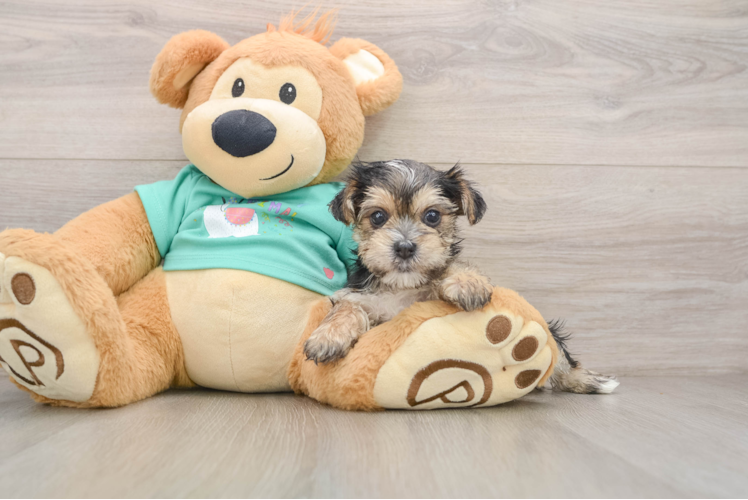 Morkie Puppy for Adoption