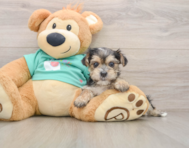 7 week old Morkie Puppy For Sale - Pilesgrove Pups