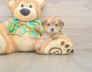 5 week old Morkie Puppy For Sale - Pilesgrove Pups