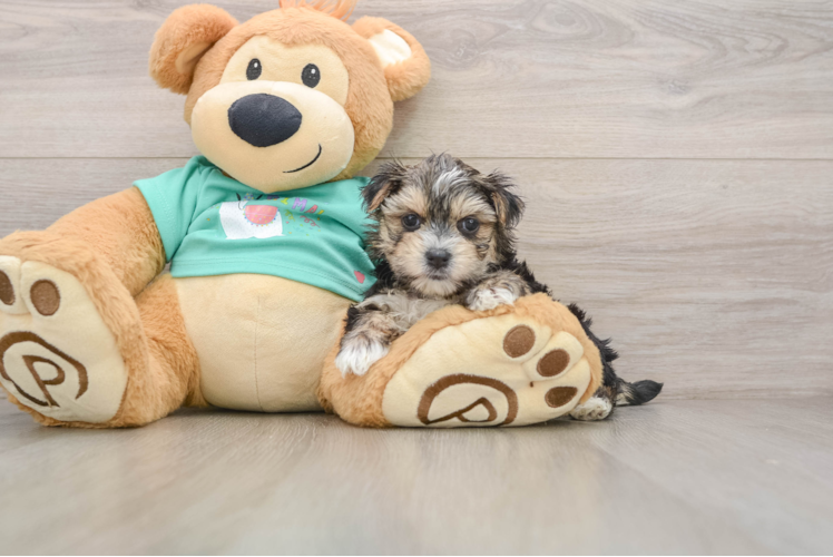 Little Maltiyork Designer Puppy