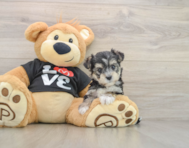 7 week old Morkie Puppy For Sale - Pilesgrove Pups