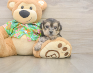 5 week old Morkie Puppy For Sale - Pilesgrove Pups