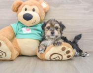 7 week old Morkie Puppy For Sale - Pilesgrove Pups