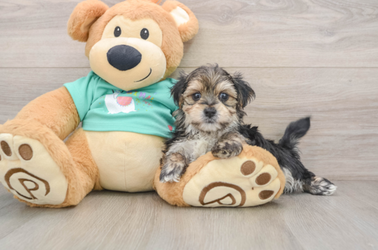 Morkie Puppy for Adoption