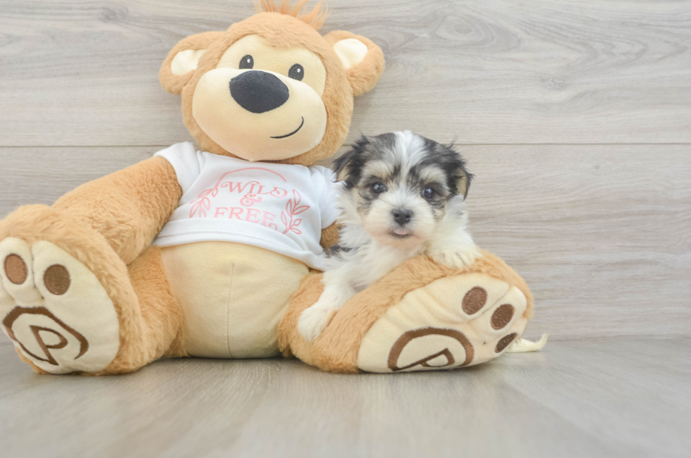6 week old Morkie Puppy For Sale - Pilesgrove Pups