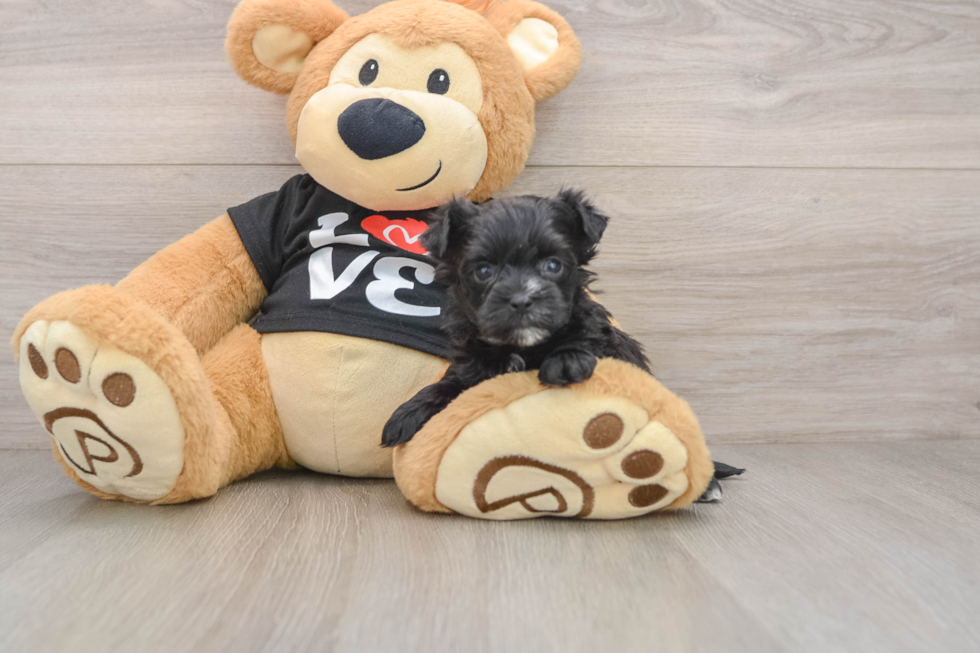 Friendly Morkie Baby