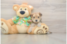 Morkie Puppy for Adoption