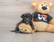 5 week old Morkie Puppy For Sale - Pilesgrove Pups