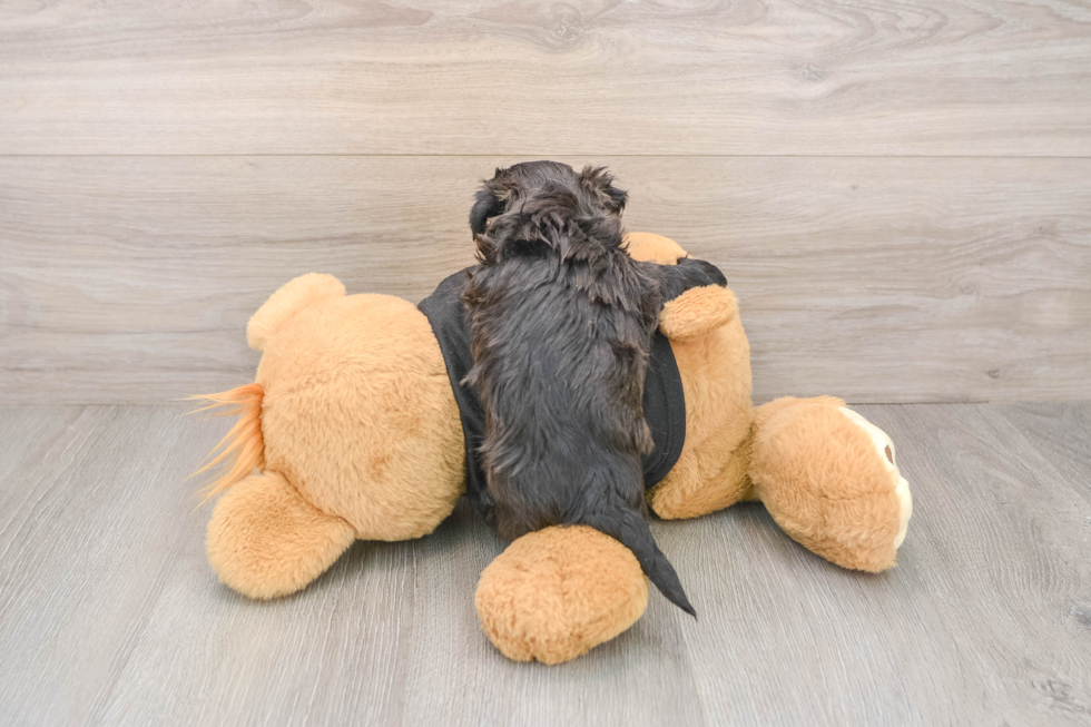 Morkie Puppy for Adoption