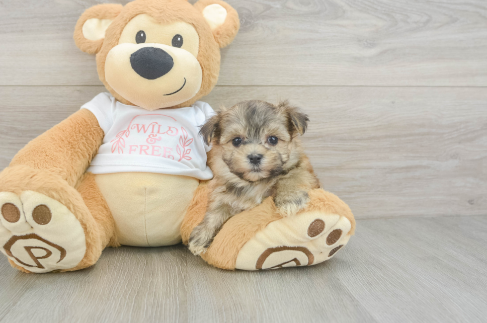 6 week old Morkie Puppy For Sale - Pilesgrove Pups