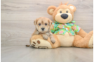 Morkie Puppy for Adoption