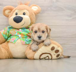 6 week old Morkie Puppy For Sale - Pilesgrove Pups