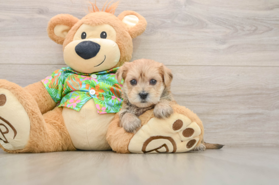 Hypoallergenic Yortese Designer Puppy