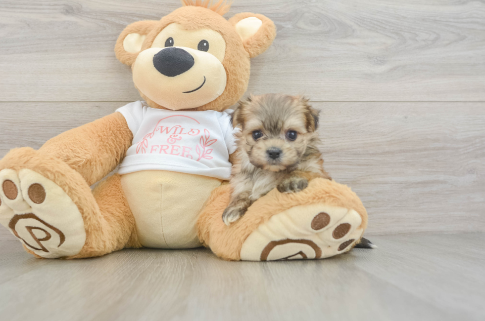6 week old Morkie Puppy For Sale - Pilesgrove Pups