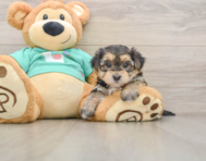 6 week old Morkie Puppy For Sale - Pilesgrove Pups