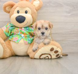 6 week old Morkie Puppy For Sale - Pilesgrove Pups